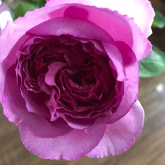 2025年最新】バラ苗 イヴの人気アイテム - メルカリ