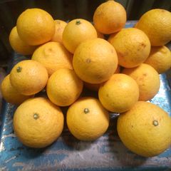 ゆら早生　20キロ ゆら早生 20キロ