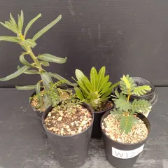 グラキリス ベアルート 現地球 ファイナルラストサマーセール品_