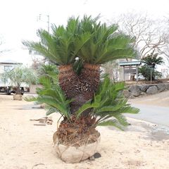 7K7jsxbJhuFjTkNV6Grkyb.jpg@jpg