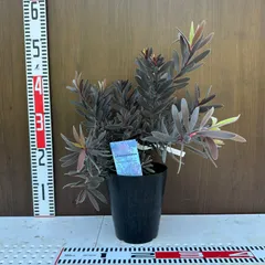 ☆人気品種/リューカデンドロン・デュリフ②/ネイティブ・プランツ/再出品☆ 黒リューカデンドロン 『デュリフ -Durif-』 オーストラリアン