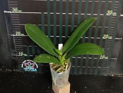 Phal. Charming Panda '1224'