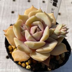ピンクフロイド　多肉植物　エケベリア　韓国苗