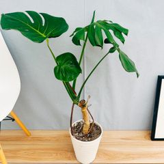 ［現品］10番　八丈島産　モンステラ　デリシオーサ　幹上がり　7号　観葉植物　室内　大型　育てやすい