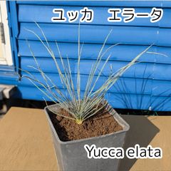 【鉢ごと発送】ユッカ　エラータ　Yucca elata　2025-4-9-ye1