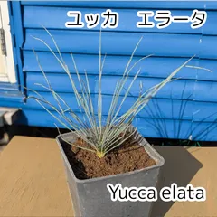 ユッカ エラータ ボリューム満点極上株‼️ 観葉植物