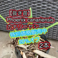 2024年最新】カナリーヤシの人気アイテム - メルカリ