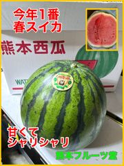 今年初物！大玉スイカ【甘くてシャリ感強め】即発送！熊本産【だんらん】秀品Mサイズ（1玉5〜6kg）熊本フルーツ堂