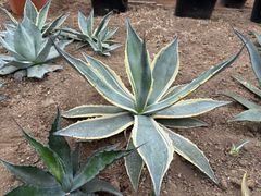 多肉植物　アガベ　オバティフォリア　バンジー　実生　超特大 アガベ・オバティフォリア｜Agave ovatifolia | DESERT INC.