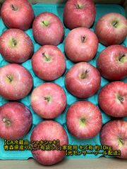 【CA冷蔵品・シャキシャキ】青森県産りんご「有袋ふじ」家庭用 キズ有 約10kg(5kg×2箱)【光センサー・クール配送】