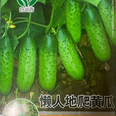 きゅうり　水果黄瓜　地爬黄瓜 无架 種15粒