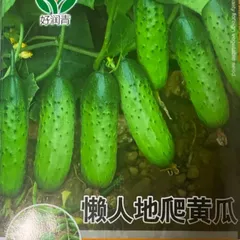 きゅうり　水果黄瓜　地爬黄瓜 无架 種15粒のサムネイル