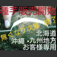 丹波山の芋種芋10キロ（山芋）