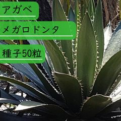 【種子】アガべ メガロドンタ　Agave megalodonta　種子50粒