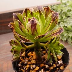 MA110	アキュットピンク	【イータニク】多肉植物　韓国苗　第四種郵便発送