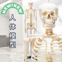 楽天市場】人体骨格模型170cmの通販
