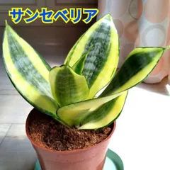 ☆S-17 希少 サンスベリア ブラケニア 斑入り 鉢ごとメルカリ発送 ☆S-17 希少 サンスベリア ブラケニア 斑入り 鉢ごとメルカリ発送