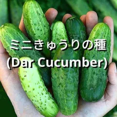 ミニきゅうりの種(自然栽培) ミニきゅうりの種(固定種・自然栽培) - メルカリ