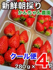 《4P入》【クール】愛媛県産新鮮朝採りいちご