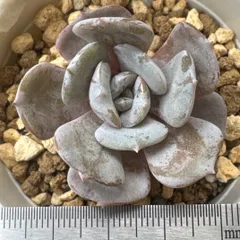 札付き　春うらら×メキシコローズ　ぱんちゃん札　トロピカルガーデン 多肉植物】ママ交配!ぱんちゃん札(トロピカルガーデンオリジナル