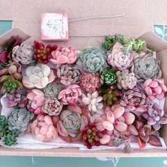 訳ありチビ苗 多肉植物寄せ植えセット