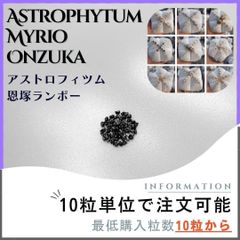 【種子】アストロフィツム 恩塚ランポー /セット割有 数量10粒から購入可
