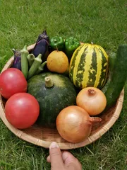 有田の採れたて新鮮野菜＆果物詰め合わせ　産地直送　産直　直売　減農薬　野菜セット　旬の野菜　フルーツ　体に優しい