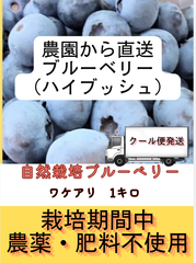 【ワケアリ】自然栽培　ハイブッシュ冷凍ブルーベリー1キロ