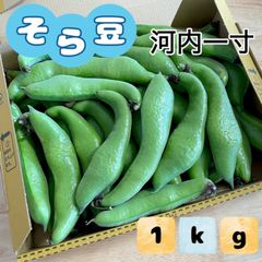 福岡県産 河内一寸そら豆 1kg 農薬不使用