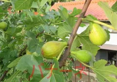 無農薬 無花果 ✳︎ イチジク ✳︎ ロンドボーデックス 大苗 無農薬 trtfc8