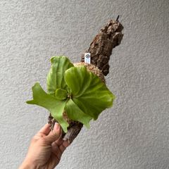 ビカクシダ・リドレイ｜Platycerium ridleyi 現物株