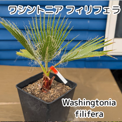 【鉢ごと発送】ワシントンヤシ　ワシントニアフィリフェラ　Washingtonia filifera　2025-5-14-wf5