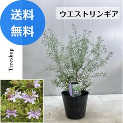 ウエストリンギア  フルティコサ【送料無料】 カラーリーフ 15ｃｍポット苗 高さ0.3ｍ 幅0.3ｍ 寄せ植え リース ハーブ苗 洋風ガーデン 庭木 ウェストリンギア 常緑低木 洋風
