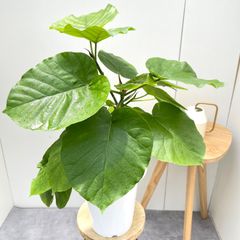 亀甲竜　5【現品】観葉植物　塊根植物　陶器鉢 亀甲竜 5【現品】観葉植物 塊根植物 陶器鉢 - メルカリ