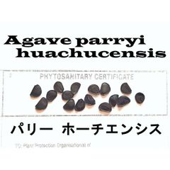 2月入荷  100粒+ パリー ホーチエンシス 吉祥天 種 種子 証明書あり