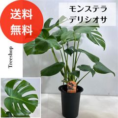 【観葉植物】 モンステラ 【送料無料】15cmプラ鉢 高さ≪0.7ｍ鉢込≫ 人気 おしゃれ インテリア 空気清浄 多年草