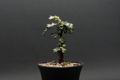 "Boswellia sacra" ボスウェリア サクラ 管理2288