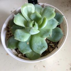 多肉植物　テッピー