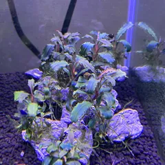 ブセファランドラspクダガン 群生株 溶岩石付き 水中葉　大株 ブセファランドラspクダガン 群生株 溶岩石付き 水中葉 大株