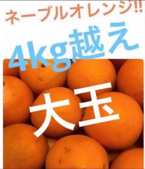 オーストラリア産　大玉ネーブルオレンジ　4kg越え