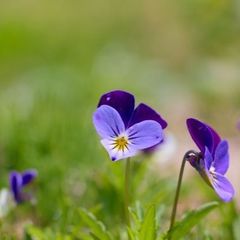 AMACA リバティWild flowers アマカ限定柄スカート☺︎☺︎ AMACA アマカ】 リバティ Wild Flowers ワイルドフラワー柄