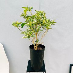［現品］☆初出品☆  プセウドランセマム　斑入り　7号　常緑樹　おしゃれ　屋外　カラーリーフ　綺麗　珍しい