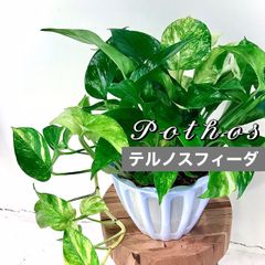 《観葉植物》ポトス　5号　テルノスフィーダ