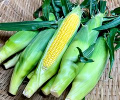 沖縄県産　スイートコーン　5本　L.Mサイズ