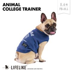 【アニマルカレッジトレーナー5-6号FB／シマウマ】犬 服 アニマル柄 トレーナー 中型犬 コーギー ビーグル アメコカ シェルティ 柴犬 フレブル 犬服 ドッグウェア 犬の服 ペット服 洋服 ペット用品 お散歩［ライフライク LIFELIKE公式］