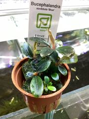ブセファランドラ ソルディデュラ ブルー　トロピカ社　1ポット Bucephalandra sordidula