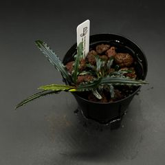 Bucephalandra sp. "Sekadau1" Kab.Sekadau【TB】ブセファランドラ スカダウ1