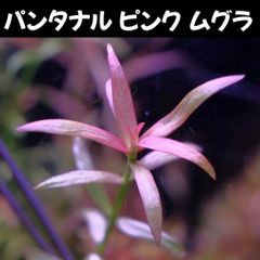 パンタナル ピンク ムグラ  1本 水中葉  送料無料