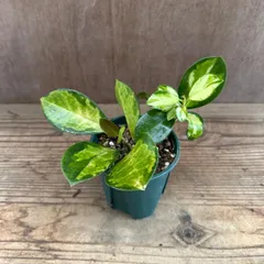 ホヤ オーストラリス リサ ③ 現品　 Hoya australis lisa サクララン 桜蘭  観葉植物 観葉 植物 インテリア プレゼント おしゃれ かわいい ミニ  グリーン アートプランツ