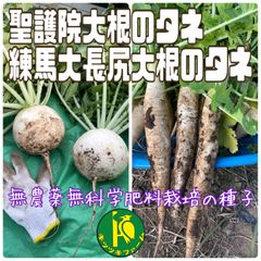 聖護院大根のタネと練馬大長尻大根のタネ　各40粒